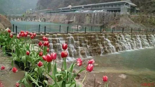 给龙镶牙见过吗?哈尔滨巨龙冰雕被掰掉的牙齿已修复